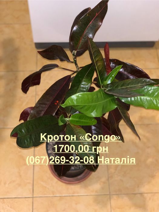 Кротони різні. Кротон