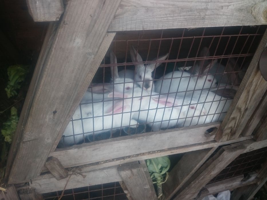 Кролик, кроленя. Рiзнi вiком