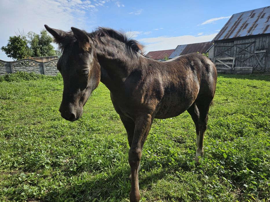 Koń, kuc, kucyk, hucuł