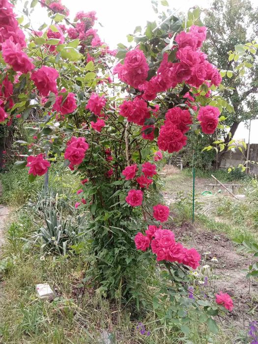 Червона Плетиста троянда (Роза)