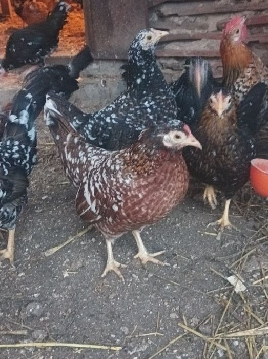 Карликові кури бентамки