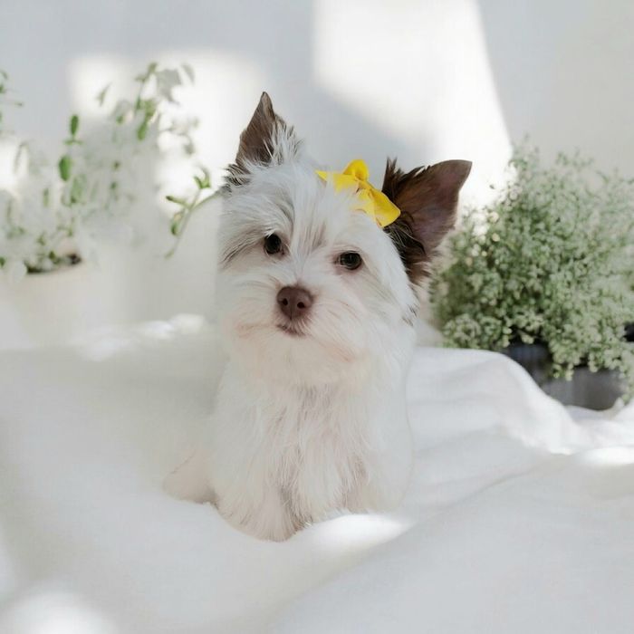 Yorkshire terrier Biro, cudowny śnieżnobiało czekoladowy Opal