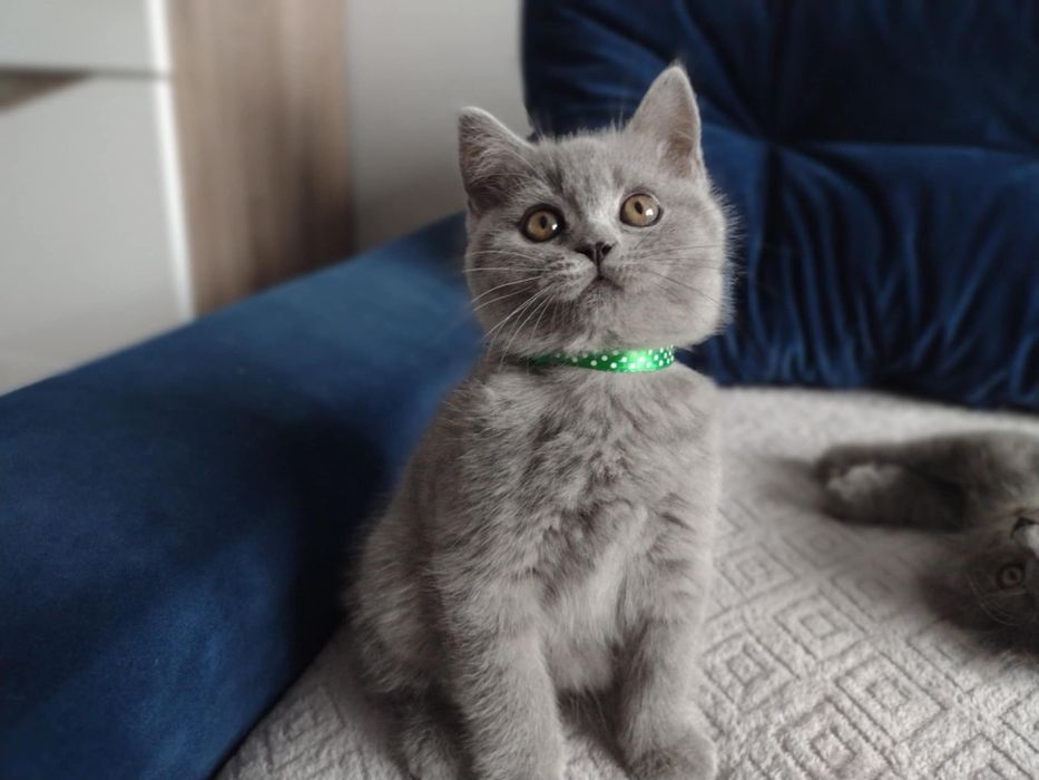 Sprzedam Kotki Szkockie