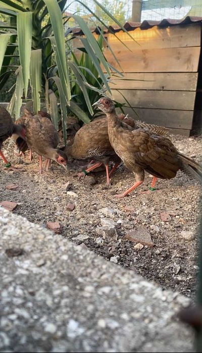 Faisões Prateados 2025 anilhados