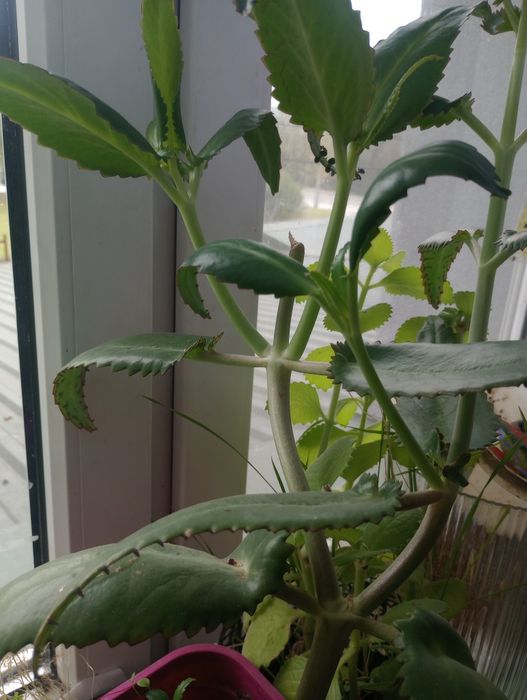 Sadzonki żyworódki