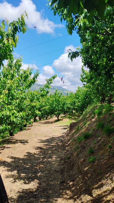 Vendo Pomar-terreno 5.000 m2