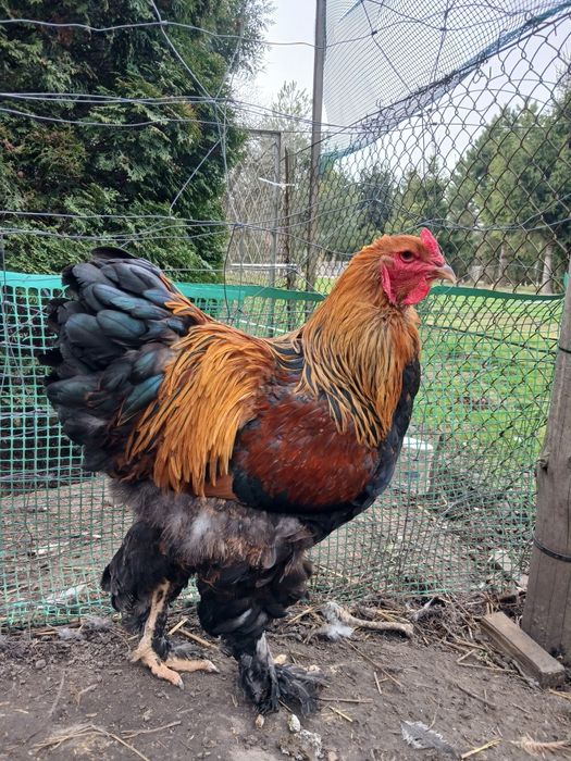 Brahmy 1+2 kuropatwiana