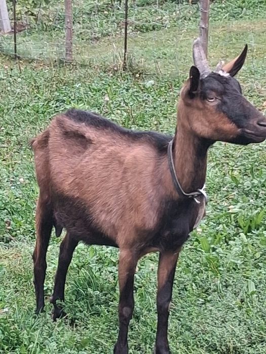 .  Sprzedam . kozę alpejską