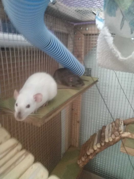 Віддау у добрі руки