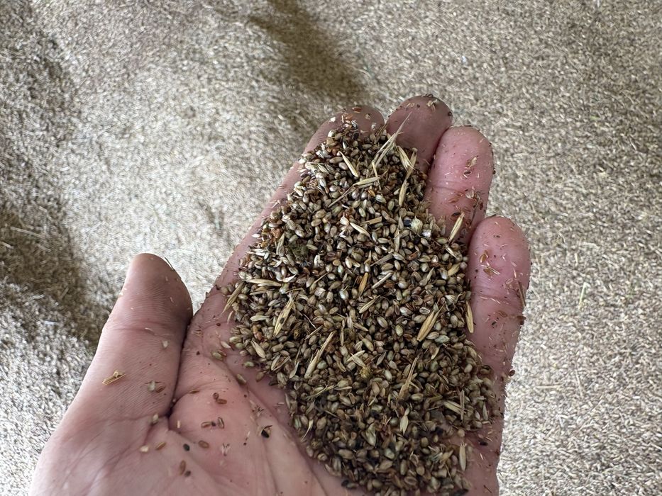 Nasiona babki lancetowatej ekologicznej.