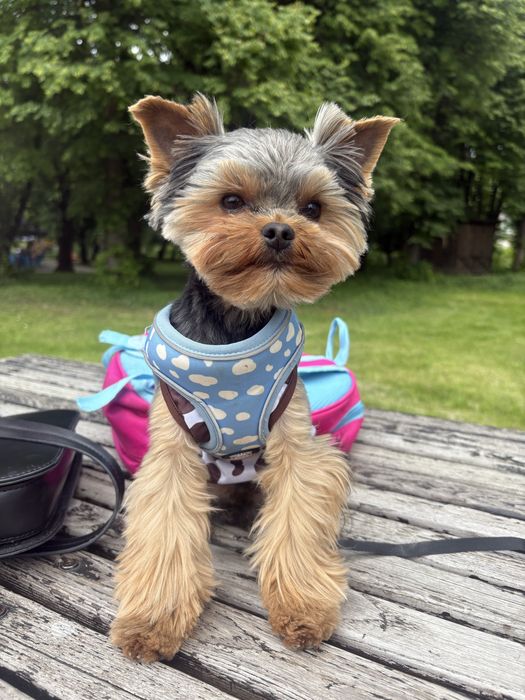 Собачка для  спарки йоркширський терьєр