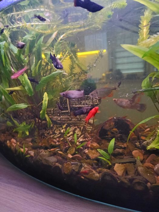 Akwarium 65l Okazja