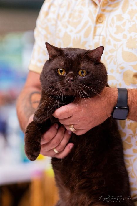 Kocurek brytyjski liliowy FPL/ FIFe