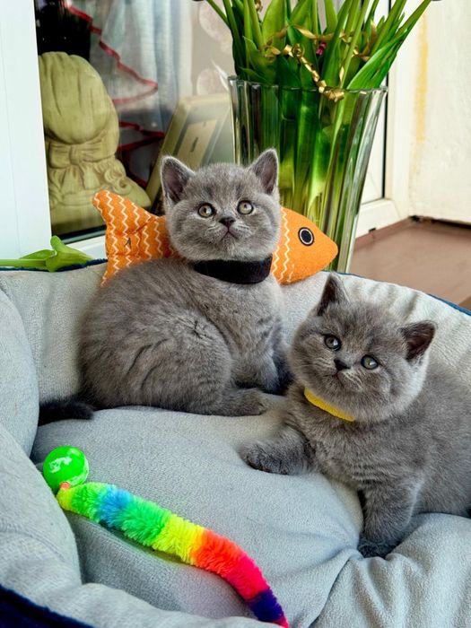 Niebieski Kocurek BLUE Kot Brytyjski Brytyjskie z Rodowodem CUDO