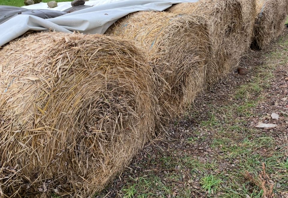 Mam na sprzedaz słome z 2025 żytnia