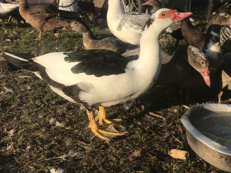 Індокачки, німці, німі качки, шипуни