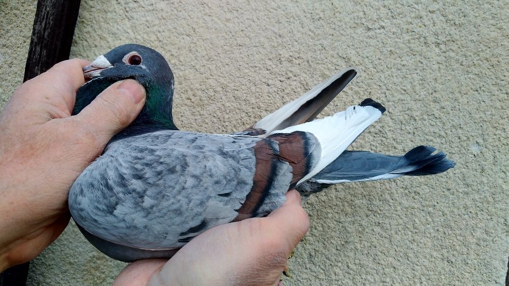 Gołębie pocztowe- młode 2026 Fulgonii,Van de Bosh,