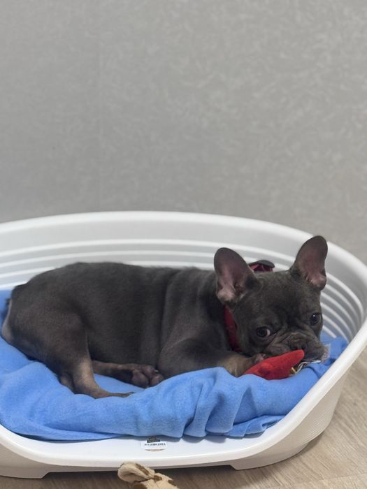 Блакитні породні цуценята