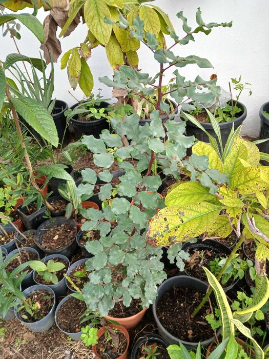 Alfarrobeiras em vaso