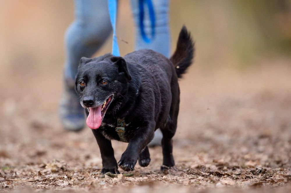 Monia, urocza sunia, w schronisku od szczeniaka