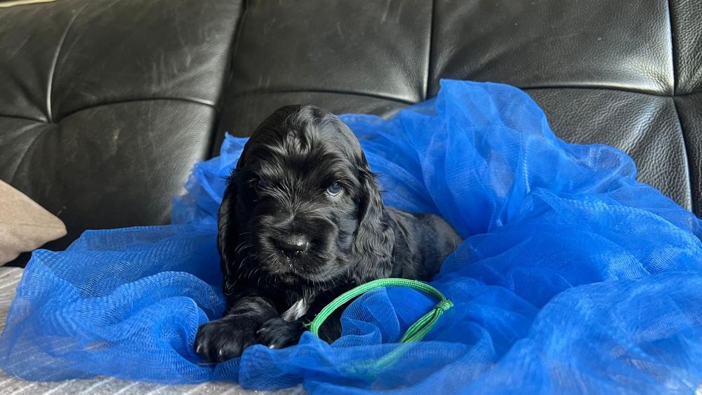Cocker spaniel inglês