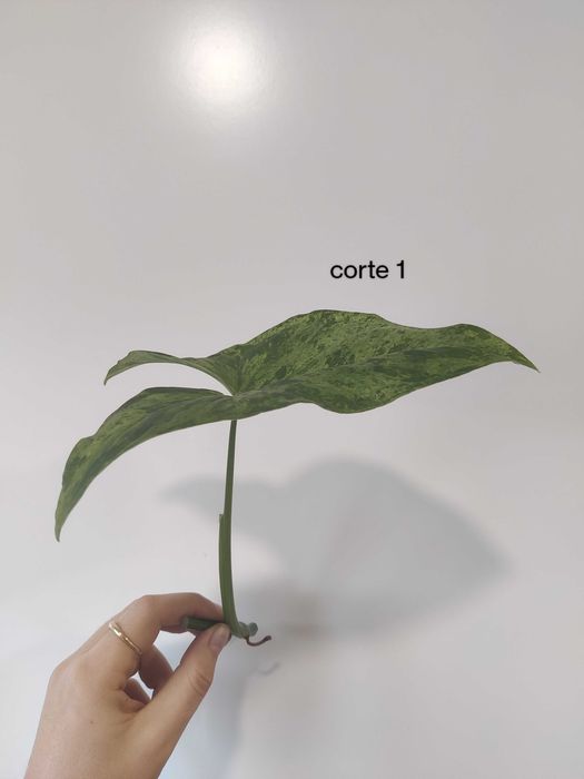 Syngonium mojito (fresh cuttings)