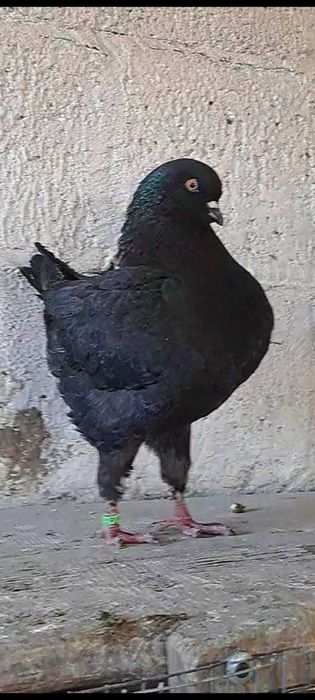 Kingi , gołębie king