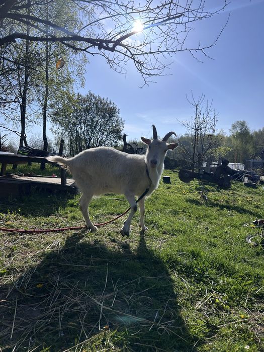 Koza z mlekiem, szuka dobrego domu