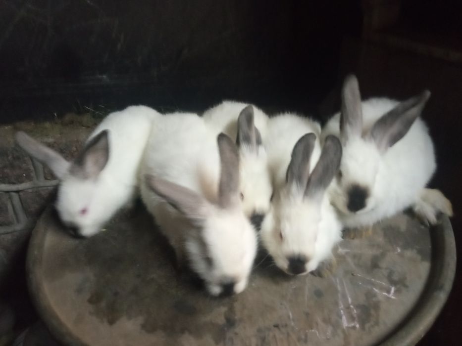 Кролики малеча кролі