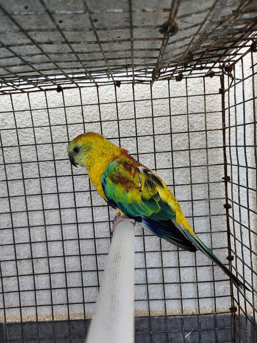 Red rumped macho