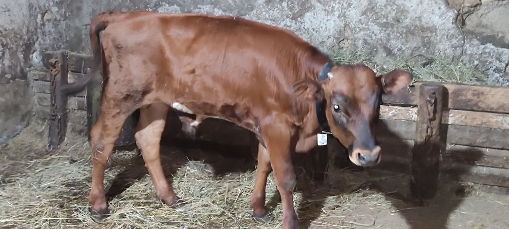 Продам джерсейчика на хозяйство