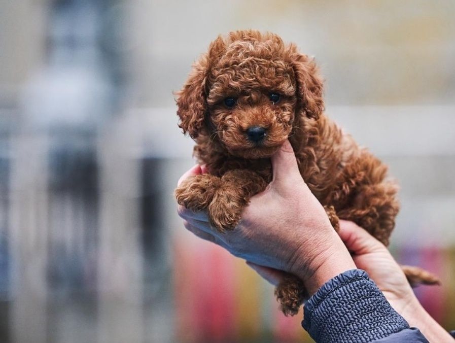 Неймовірні красені той пудель