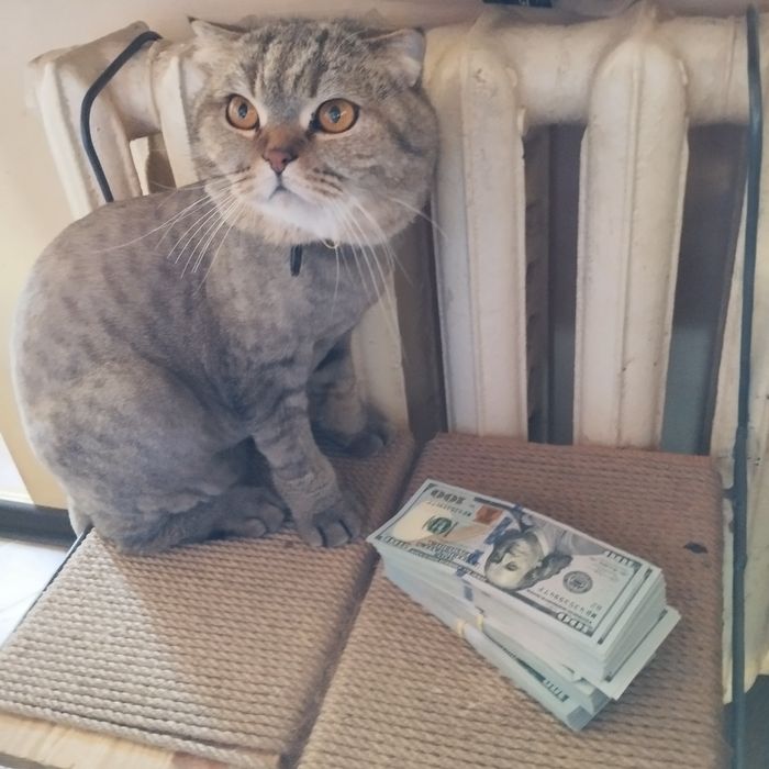 Котёнок Котик , шотландец, 3 года