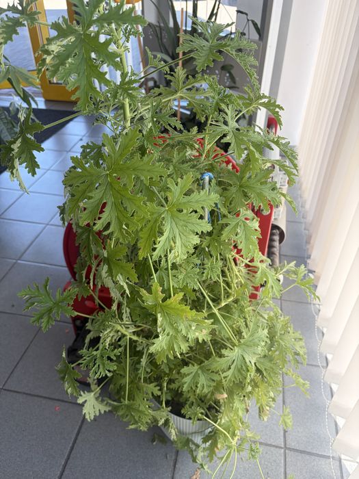 Geranium / anginka 1.2m wysokosci