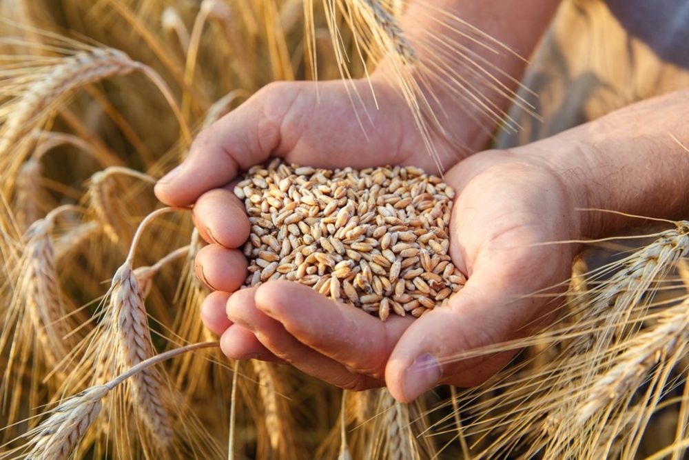 Продаж пшениці зі сладу може бути насипот та в мішках