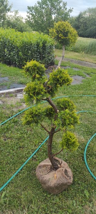 Krzewy formowane BONSAI 200CM