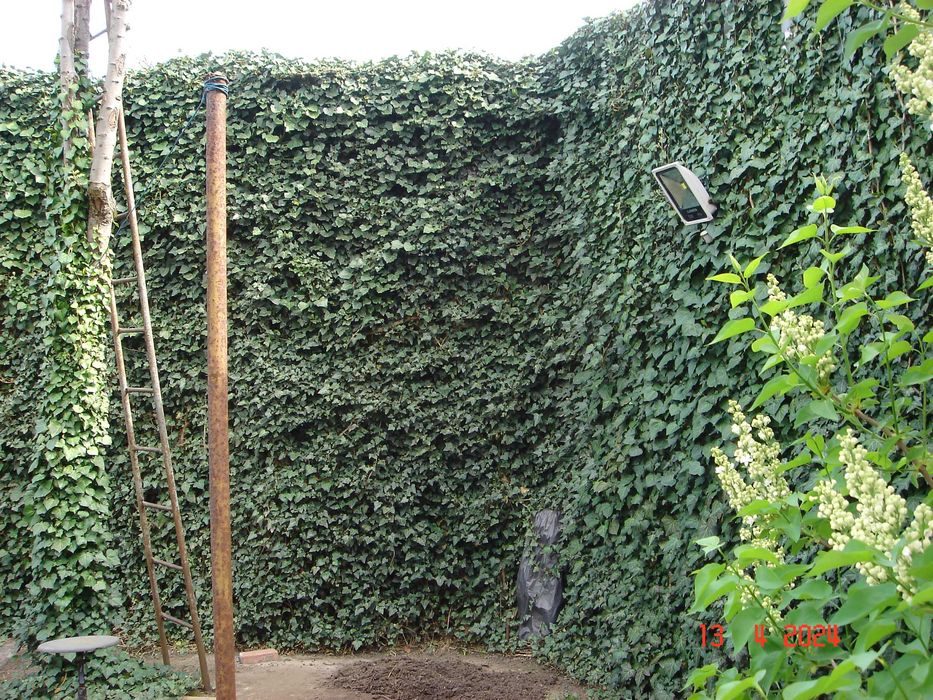 Плющ вечнозелёный. Живая изгородь.