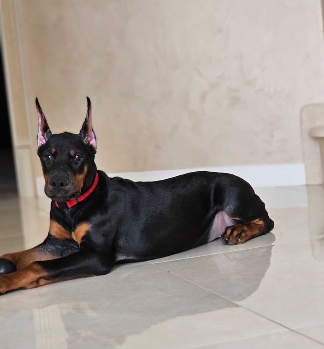 ТОП МАЛЮК.  Доберман найкращим папам/мамам. Чудова дівчинка.