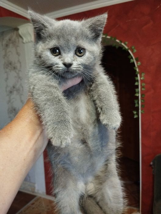 Шотландські кошенята