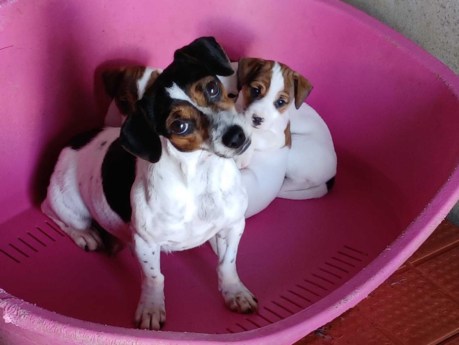 Cachorro Jack Russel com LOP