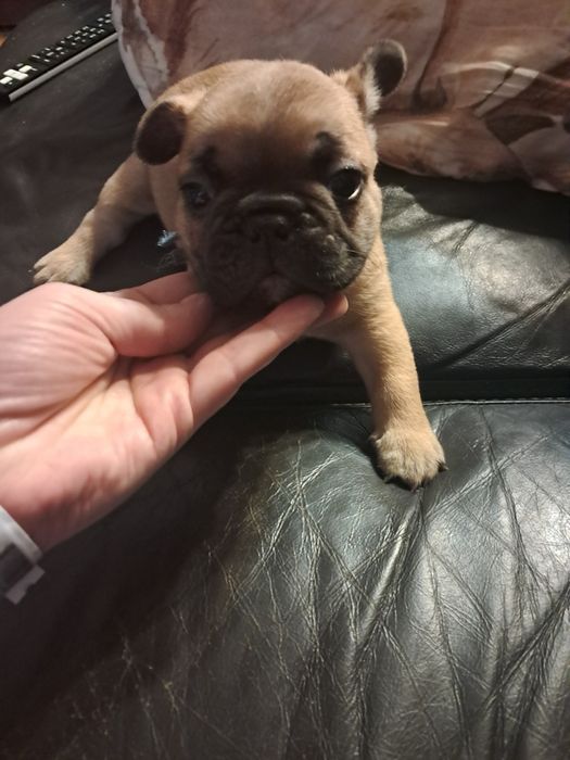 Buldog francuski Loki