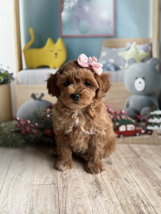 Мальтіпу стандарт яскрава дівчинка