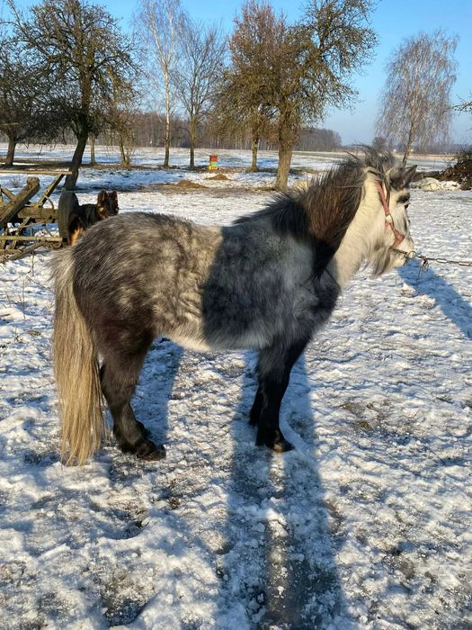 Sprzedam klacz kucyka