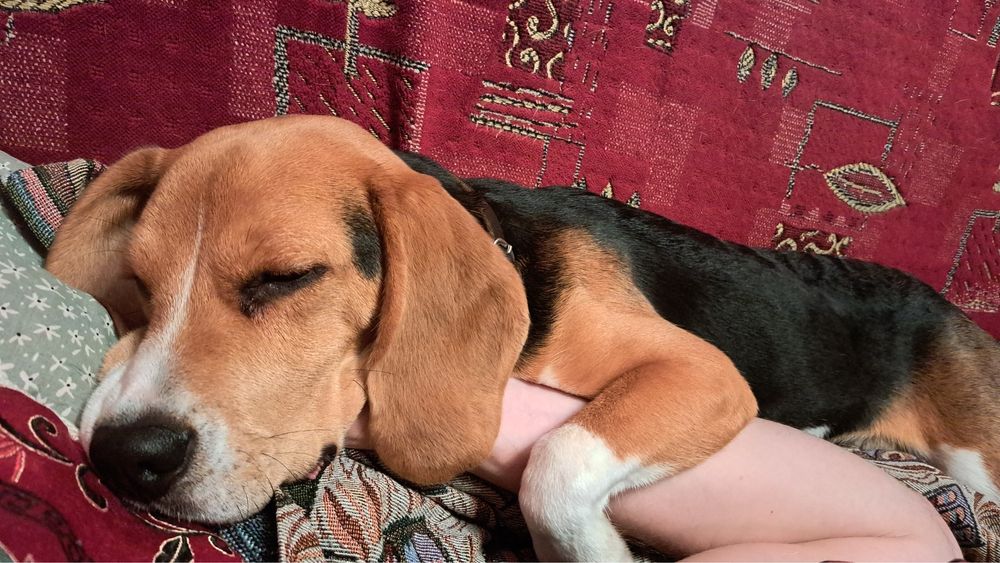 Собака породи Бігль