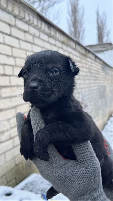 Терміново цуценята шукають родину.