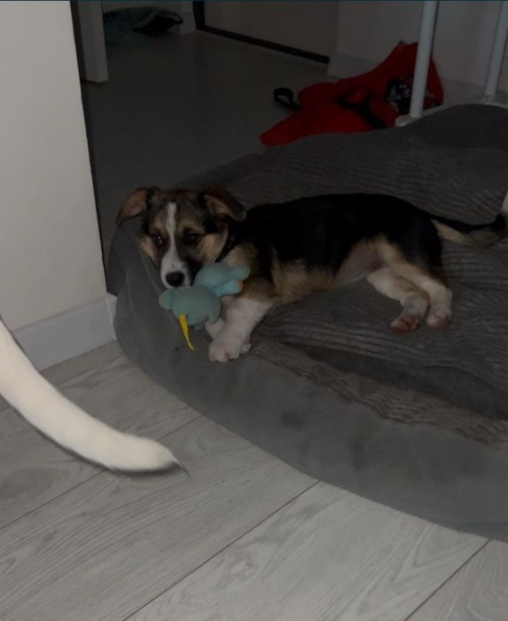 Дівчинка типу коргі