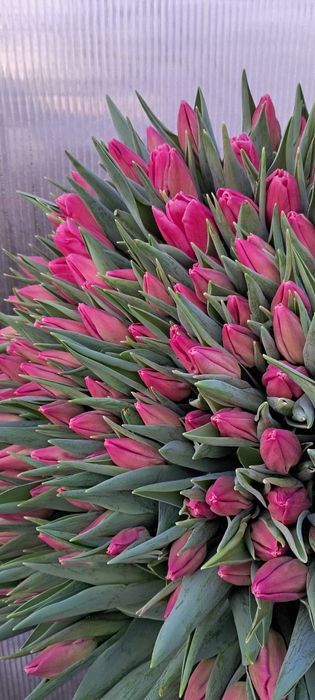 Зріз тюльпанів до 8 березня, 14 лютого