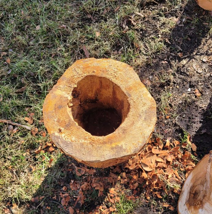 Wydrążony pień kasztan projekt