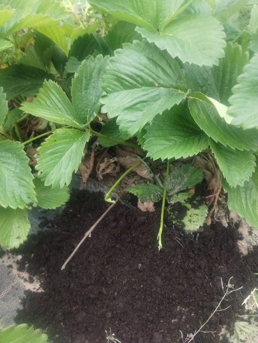 Ziemia ogrodowa siana
