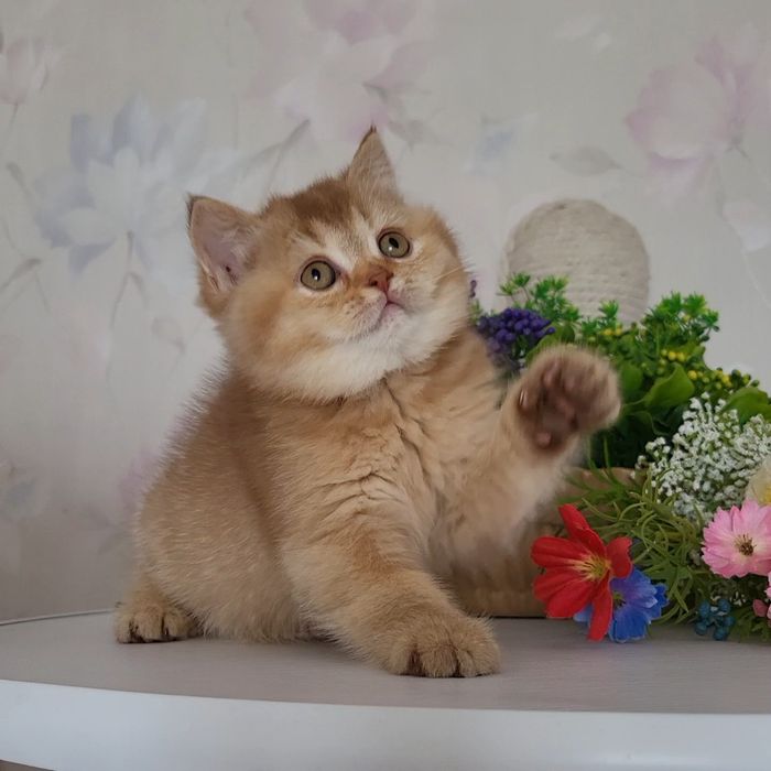 Братик та сестричка !